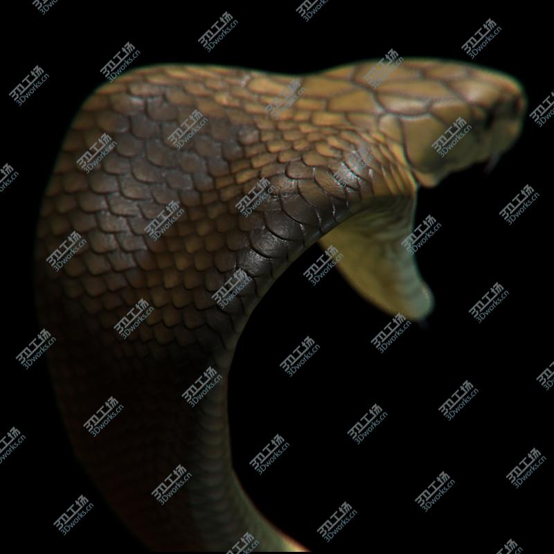 images/goods_img/202104092/King Cobra/2.jpg